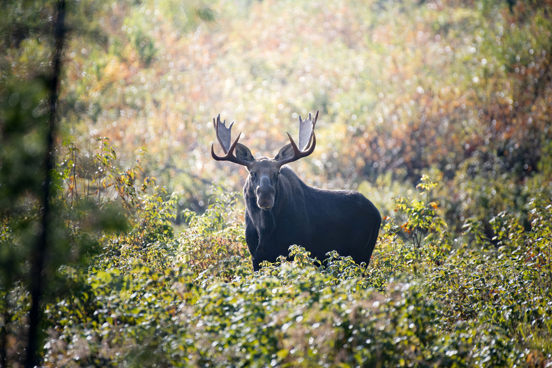 Public Outcry Grows Over IF&W Moose Hunt Proposal