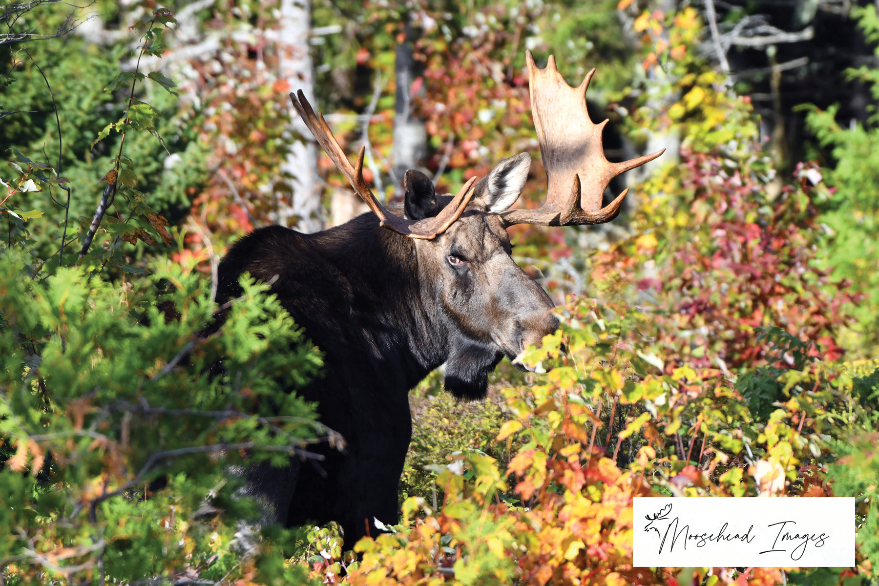 Proposed September Moose Hunt